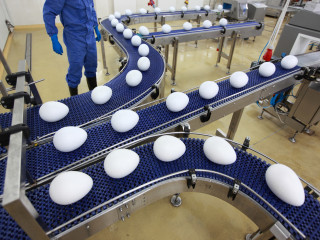 Egg Conveyor Line.jpg